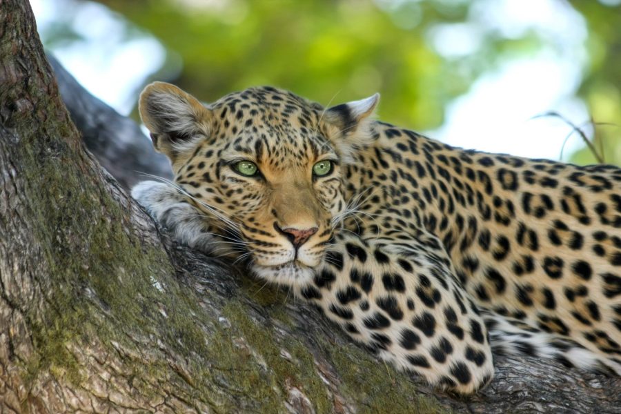 Esencia de Kenia