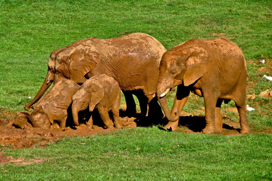 Cantabria con Cabárceno con la CAM 2026