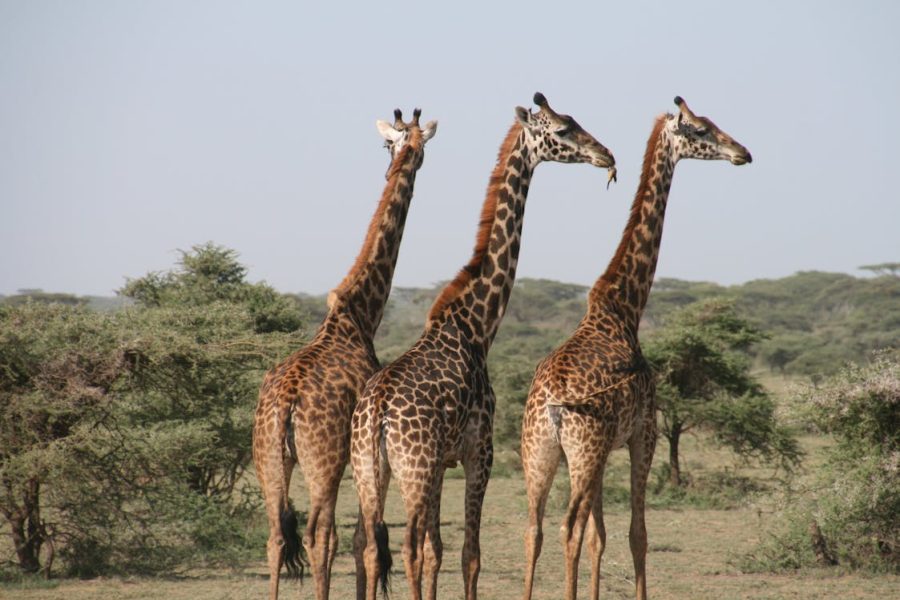 Amaneceres de Kenia
