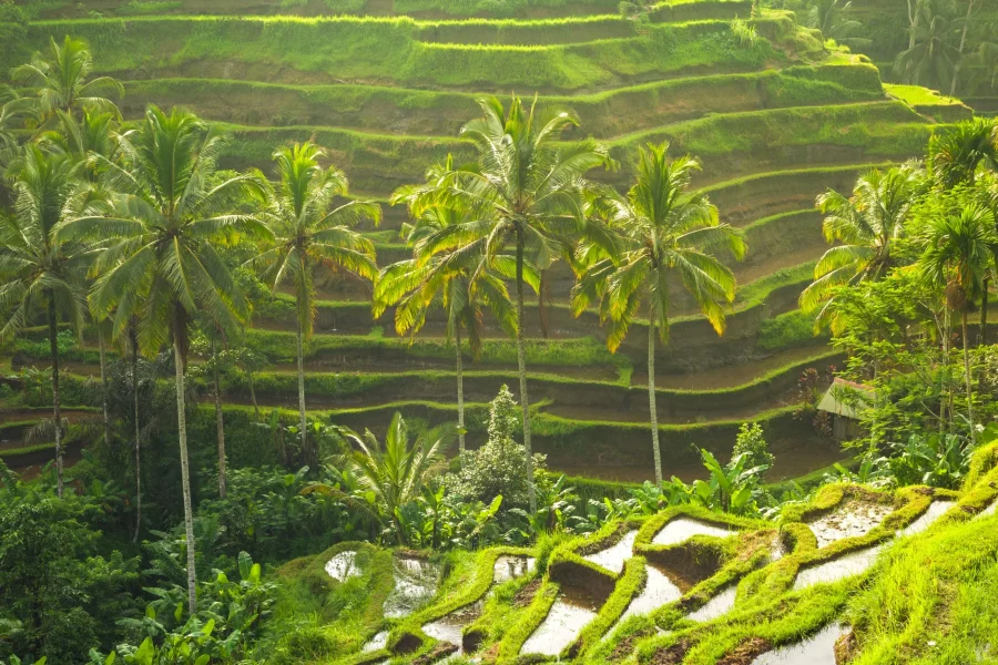 TD Viajes & TUI te llevan a la Bali más auténtica: Cultura, Naturaleza y Playas de Ensueño
